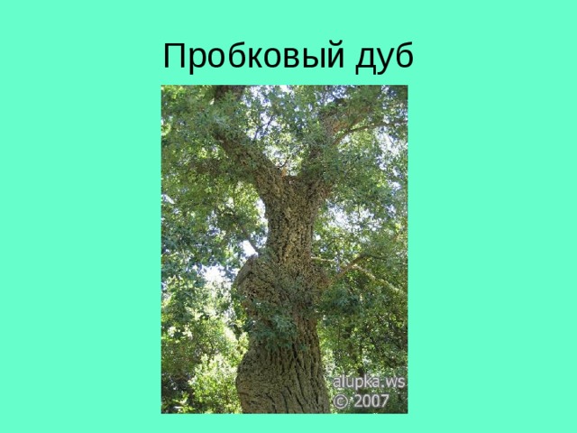 Пробковый дуб 