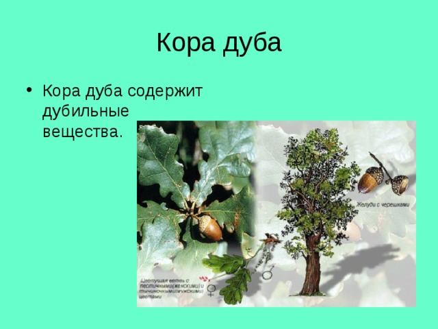 Кора дуба Кора дуба содержит дубильные вещества. 