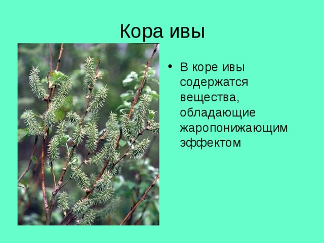 Кора ивы В коре ивы содержатся вещества, обладающие жаропонижающим эффектом 