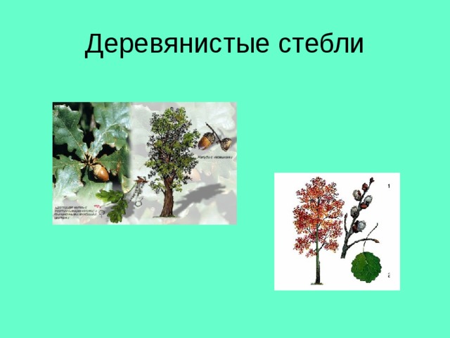 Деревянистые стебли 