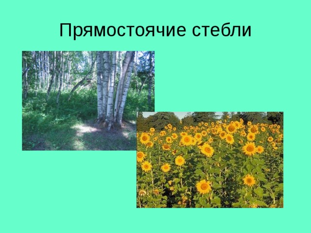 Прямостоячие стебли 