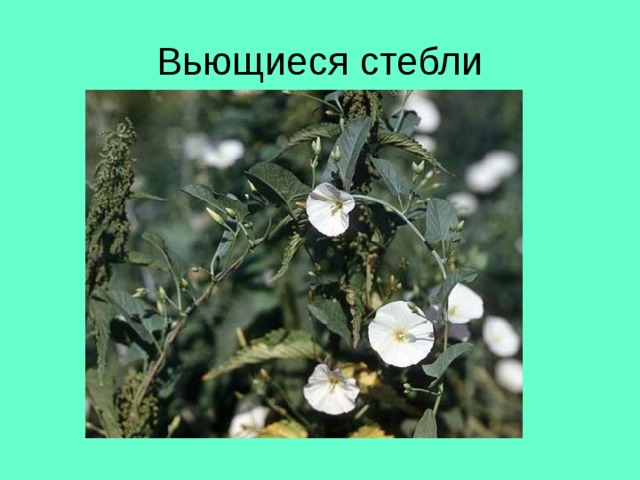 Вьющиеся стебли 