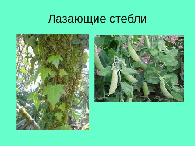 Лазающие стебли 