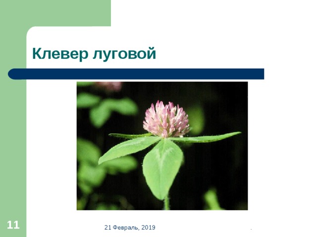 Клевер луговой  21 Февраль, 2019 . 
