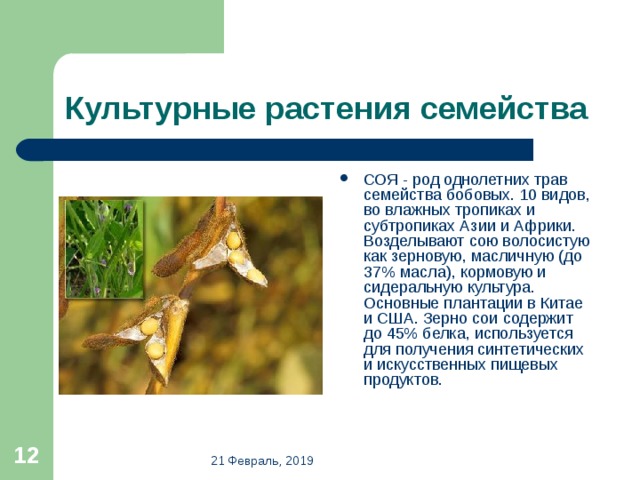 Культурные растения семейства СОЯ - род однолетних трав семейства бобовых. 10 видов, во влажных тропиках и субтропиках Азии и Африки. Возделывают сою волосистую как зерновую, масличную (до 37% масла), кормовую и сидеральную культура. Основные плантации в Китае и США. Зерно сои содержит до 45% белка, используется для получения синтетических и искусственных пищевых продуктов.  21 Февраль, 2019 