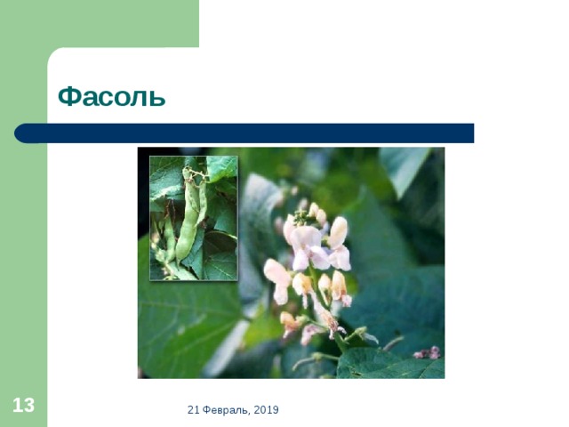 Фасоль  21 Февраль, 2019 
