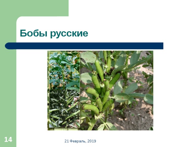 Бобы русские  21 Февраль, 2019 