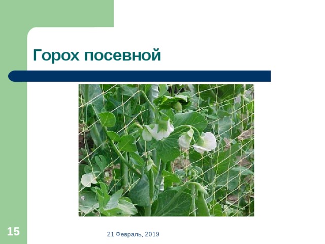 Горох посевной  21 Февраль, 2019 
