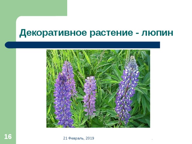Декоративное растение - люпин  21 Февраль, 2019 . 