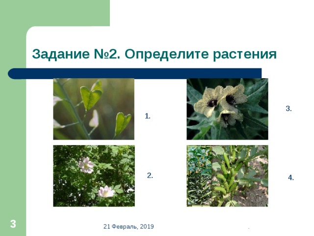 Задание №2. Определите растения 3. 1. 2. 4.  21 Февраль, 2019 . 