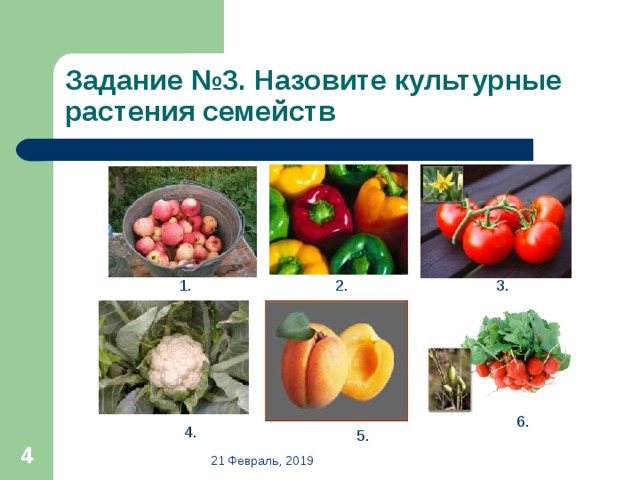Задание №3. Назовите культурные растения семейств 1. 2. 3. 6. 4. 5.  21 Февраль, 2019 