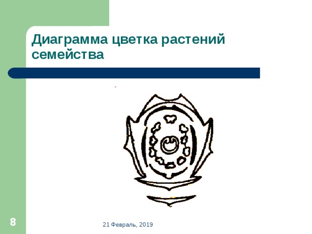 Диаграмма цветка растений семейства  21 Февраль, 2019 