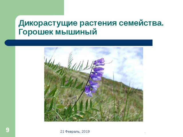 Дикорастущие растения семейства. Горошек мышиный  21 Февраль, 2019 . 