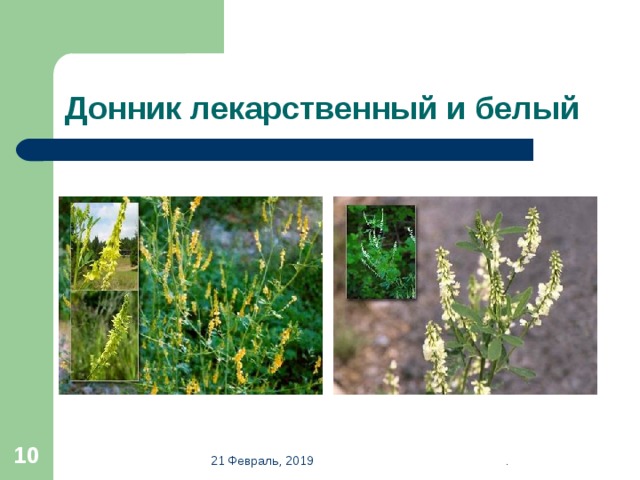 Донник лекарственный и белый  21 Февраль, 2019 . 
