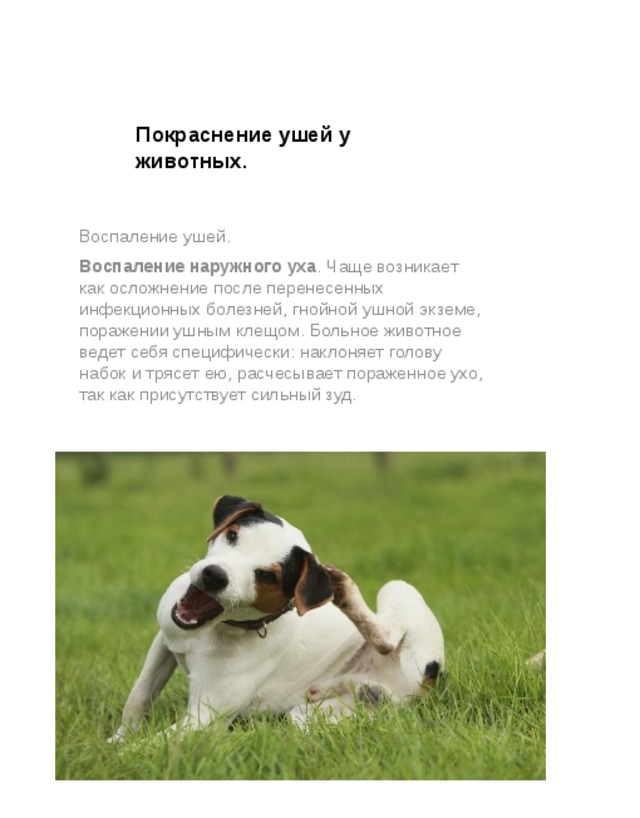 Покраснение ушей у животных. Воспаление ушей. Воспаление наружного уха . Чаще возникает как осложнение после перенесенных инфекционных болезней, гнойной ушной экземе, поражении ушным клещом. Больное животное ведет себя специфически: наклоняет голову набок и трясет ею, расчесывает пораженное ухо, так как присутствует сильный зуд. 