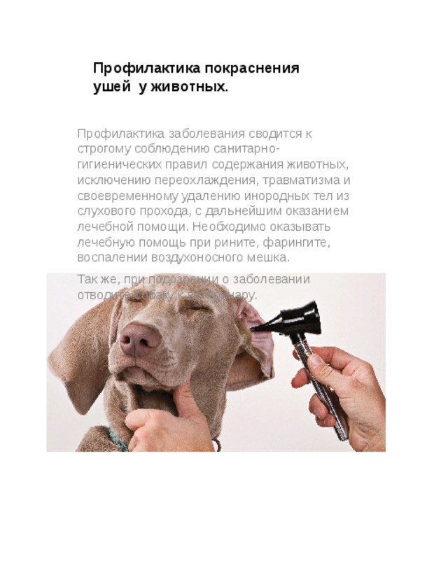 Профилактика покраснения ушей у животных. Профилактика заболевания сводится к строгому соблюдению санитарно-гигиенических правил содержания животных, исключению переохлаждения, травматизма и своевременному удалению инородных тел из слухового прохода, с дальнейшим оказанием лечебной помощи. Необходимо оказывать лечебную помощь при рините, фарингите, воспалении воздухоносного мешка. Так же, при подозрении о заболевании отводите собаку к ветеринару. 