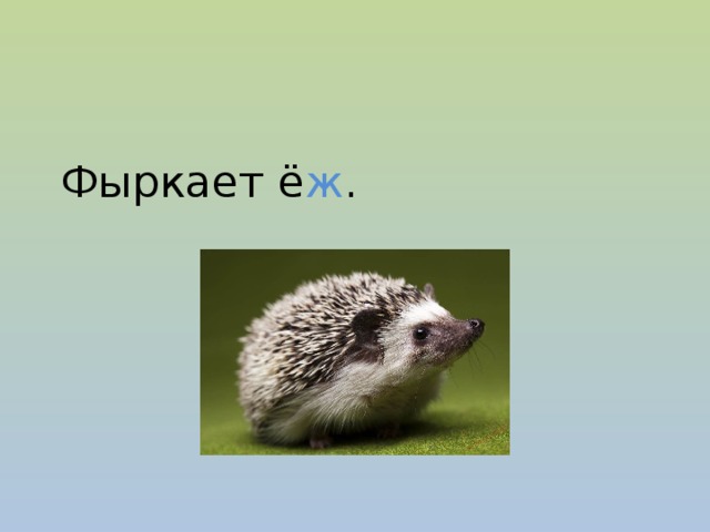 Фыркает ё ж .  