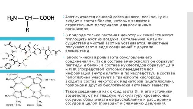 Азот считается основой всего живого, поскольку он входит в состав белков, которые являются строительным материалом для всех живых организмов. В природе только растения некоторых семейств могут поглощать азот из воздуха. Остальными живыми существами чистый азот не усваивается. Животные получают азот в виде соединений с другими элементами.   Биологическая роль азота обусловлена его соединениями. Так в составе аминокислот он образует пептиды и белки; в составе нуклеотидов образует ДНК и РНК (посредством которых передается вся информация внутри клетки и по наследству); в составе гемоглобина участвует в транспорте кислорода; входит в состав некоторых медиаторов (ацетилхолин), гормонов и других биологически активных веществ. Такое соединения как оксид азота (II) и его источники воздействуют на гладкую мускулатуру кровеносных сосудов, обеспечивая ее расслабление и расширение сосудов в целом (приводит к снижению давления). 
