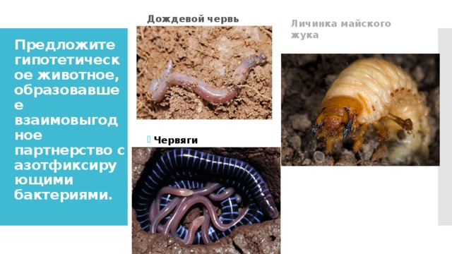 Дождевой червь Личинка майского жука Предложите гипотетическое животное, образовавшее взаимовыгодное партнерство с азотфиксирующими бактериями.   Червяги   