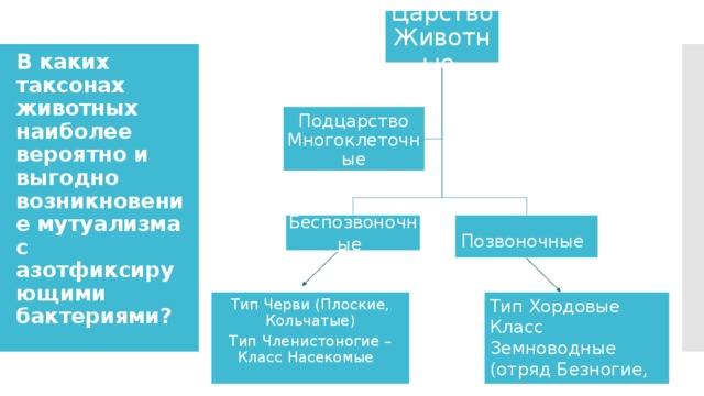 Царство Животные В каких таксонах животных наиболее вероятно и выгодно возникновение мутуализма с азотфиксирующими бактериями? Подцарство Многоклеточные Беспозвоночные  Позвоночные  Тип Черви (Плоские, Кольчатые) Тип Хордовые Тип Членистоногие – Класс Насекомые Класс Земноводные (отряд Безногие, червяги) 