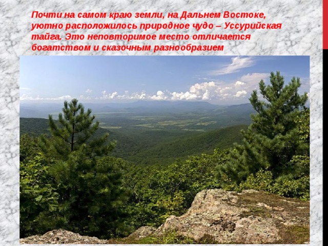 Почти на самом краю земли, на Дальнем Востоке, уютно расположилось природное чудо – Уссурийская тайга. Это неповторимое место отличается богатством и сказочным разнообразием растительного и животного мира. 