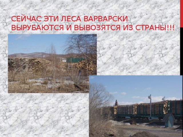 Сейчас эти леса варварски вырубаются и вывозятся из страны!!! 