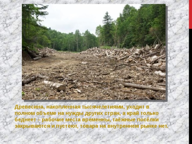 Древесина, накопленная тысячелетиями, уходит в полном объеме на нужды других стран, а край только беднеет – рабочие места временны, таёжные посёлки закрываются и пустеют, товара на внутреннем рынке нет. 