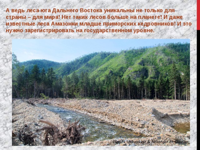 А ведь леса юга Дальнего Востока уникальны не только для страны – для мира! Нет таких лесов больше на планете! И даже известные леса Амазонки младше приморских кедровников! И это нужно зарегистрировать на государственном уровне. 