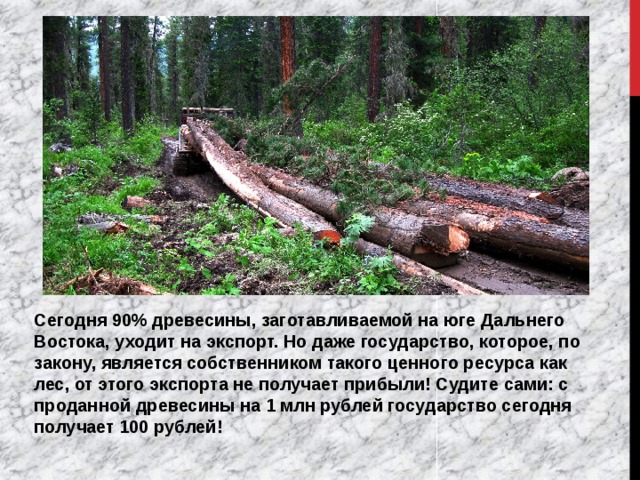 Сегодня 90% древесины, заготавливаемой на юге Дальнего Востока, уходит на экспорт. Но даже государство, которое, по закону, является собственником такого ценного ресурса как лес, от этого экспорта не получает прибыли! Судите сами: с проданной древесины на 1 млн рублей государство сегодня получает 100 рублей! 