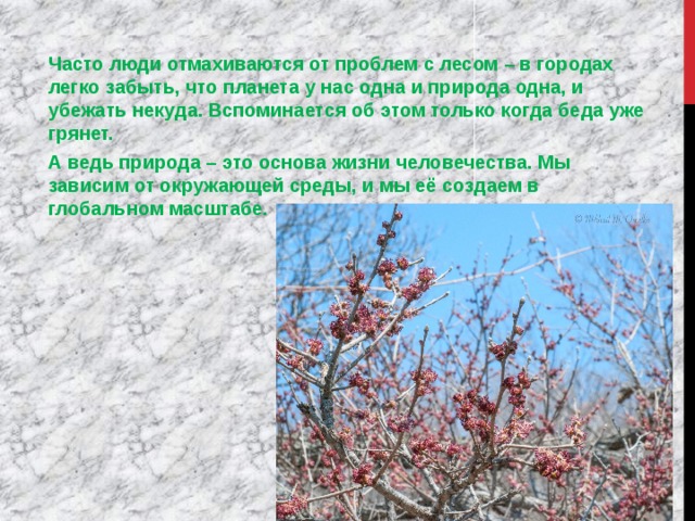 Часто люди отмахиваются от проблем с лесом – в городах легко забыть, что планета у нас одна и природа одна, и убежать некуда. Вспоминается об этом только когда беда уже грянет. А ведь природа – это основа жизни человечества. Мы зависим от окружающей среды, и мы её создаем в глобальном масштабе.  