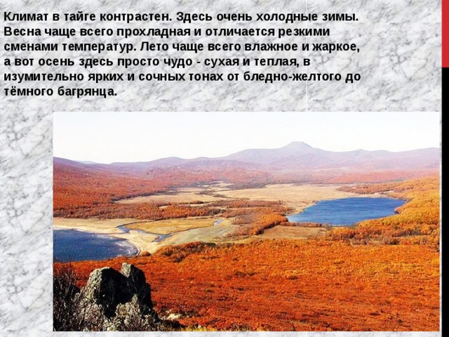 Климат в тайге контрастен. Здесь очень холодные зимы. Весна чаще всего прохладная и отличается резкими сменами температур. Лето чаще всего влажное и жаркое, а вот осень здесь просто чудо - сухая и теплая, в изумительно ярких и сочных тонах от бледно-желтого до тёмного багрянца. 