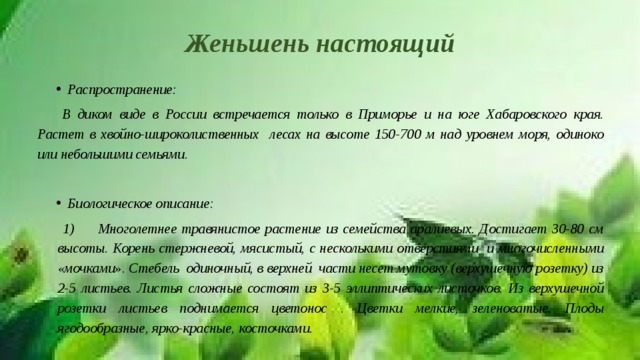 Женьшень настоящий Распространение:  В диком виде в России встречается только в Приморье и на юге Хабаровского края. Растет в хвойно-широколиственных лесах на высоте 150-700 м над уровнем моря, одиноко или небольшими семьями.  Биологическое описание:  Многолетнее травянистое растение из семейства аралиевых. Достигает 30-80 см высоты. Корень стержневой, мясистый, с несколькими отверстиями и многочисленными «мочками». Стебель одиночный, в верхней части несет мутовку (верхушечную розетку) из 2-5 листьев. Листья сложные состоят из 3-5 эллиптических листочков. Из верхушечной розетки листьев поднимается цветонос . Цветки мелкие, зеленоватые. Плоды ягодообразные, ярко-красные, косточками. 