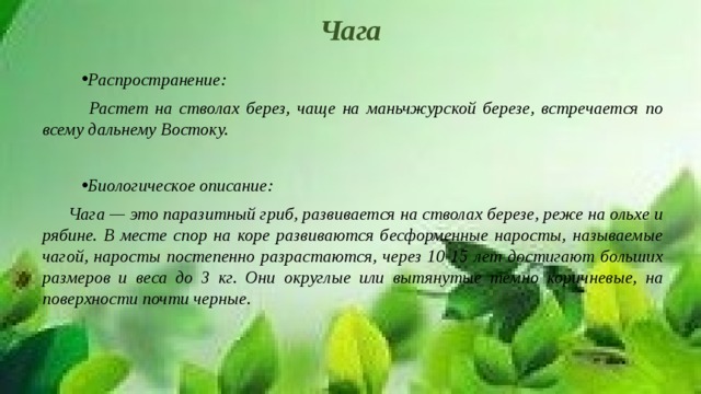 Чага Распространение:  Растет на стволах берез, чаще на маньчжурской березе, встречается по всему дальнему Востоку.  Биологическое описание: Чага — это паразитный гриб, развивается на стволах березе, реже на ольхе и рябине. В месте спор на коре развиваются бесформенные наросты, называемые чагой, наросты постепенно разрастаются, через 10-15 лет достигают больших размеров и веса до 3 кг. Они округлые или вытянутые темно коричневые, на поверхности почти черные. 