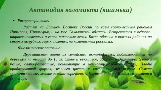 Актинидия коломикта (кишмыш) Распространение:  Растет на Дальнем Востоке России по всем горно-лесным районам Приморья, Приамурья, и на юге Сахалинской области. Встречается в кедрово-широколиственных и елово-пихтовых лесах. Более обильна в южных районах на старых вырубках, гарях, полянах, на каменистых россыпях. Биологическое описание:  Деревянистая лиана из семейства актинидиевых, поднимающаяся по деревьям на высоту до 15 м. Стволы вьющиеся, до 5 см в диаметре. Цветки белые, слабо-розоватые, поникающие в немногоцветковых кистях, Плоды продолговатой формы, зеленого цвета, с кисло сладким вкусом. Семена многочисленные, мелкие желто-коричневые. Цветет в июне. Плоды созревают в сентябре.  
