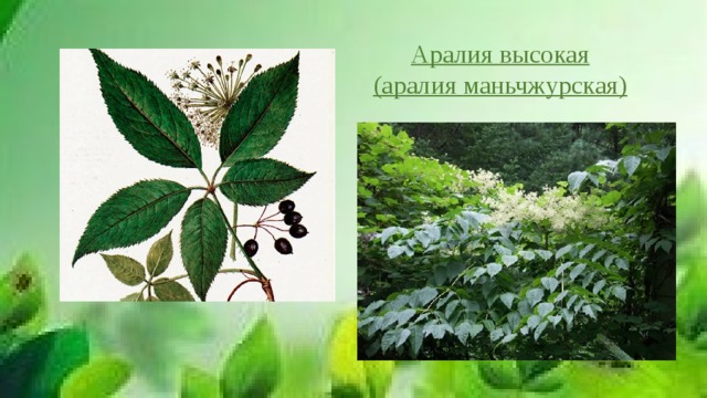 Аралия высокая  (аралия маньчжурская) 