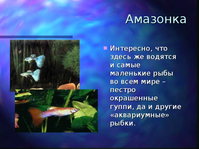 Амазонка Интересно, что здесь же водятся и самые маленькие рыбы во всем мире – пестро окрашенные гуппи, да и другие «аквариумные» рыбки. 