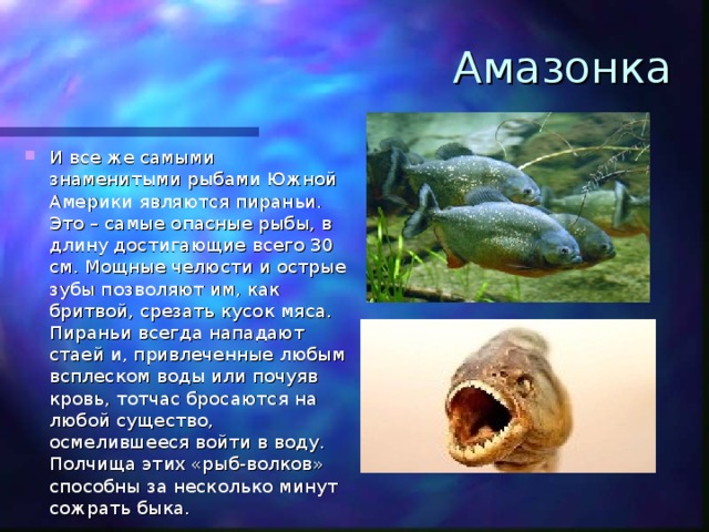 Амазонка И все же самыми знаменитыми рыбами Южной Америки являются пираньи. Это – самые опасные рыбы, в длину достигающие всего 30 см. Мощные челюсти и острые зубы позволяют им, как бритвой, срезать кусок мяса. Пираньи всегда нападают стаей и, привлеченные любым всплеском воды или почуяв кровь, тотчас бросаются на любой существо, осмелившееся войти в воду. Полчища этих «рыб-волков» способны за несколько минут сожрать быка. 