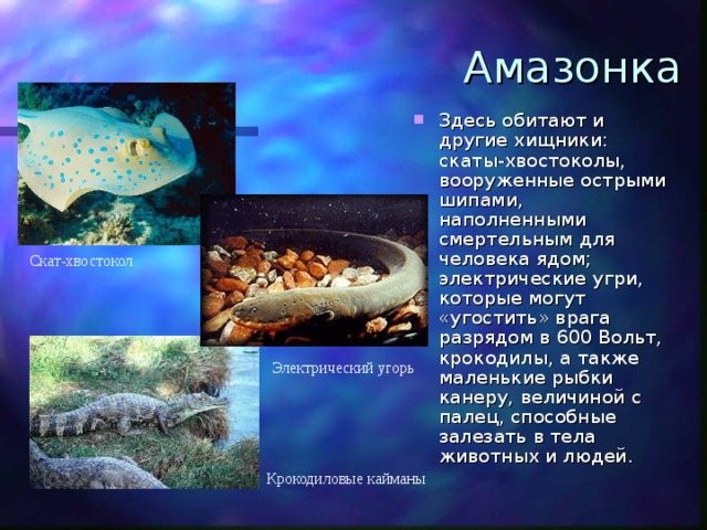 Амазонка Здесь обитают и другие хищники: скаты-хвостоколы, вооруженные острыми шипами, наполненными смертельным для человека ядом; электрические угри, которые могут «угостить» врага разрядом в 600 Вольт, крокодилы, а также маленькие рыбки канеру, величиной с палец, способные залезать в тела животных и людей. Скат-хвостокол Электрический угорь Крокодиловые кайманы 