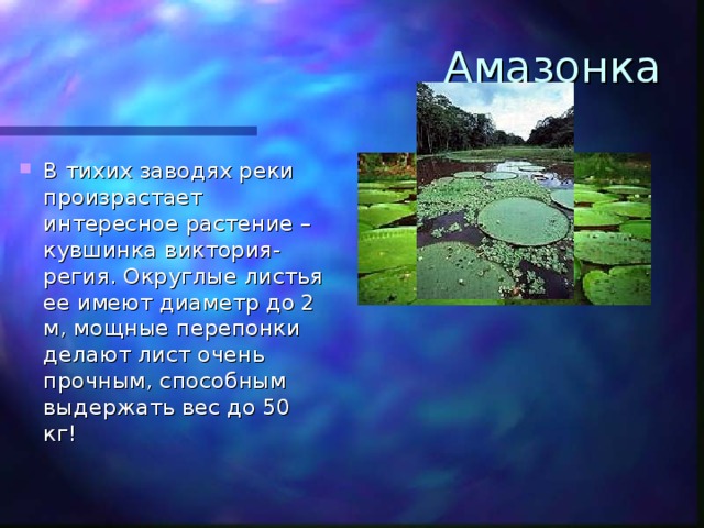 Амазонка В тихих заводях реки произрастает интересное растение – кувшинка виктория-регия. Округлые листья ее имеют диаметр до 2 м, мощные перепонки делают лист очень прочным, способным выдержать вес до 50 кг! 