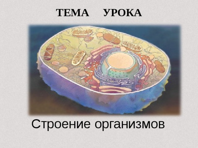 ТЕМА УРОКА Строение организмов 