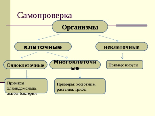 Организмы клеточные неклеточные Многоклеточные Пример: вирусы Одноклеточные Примеры: животные, растения, грибы Примеры: хламидомонада, амеба, бактерии. 