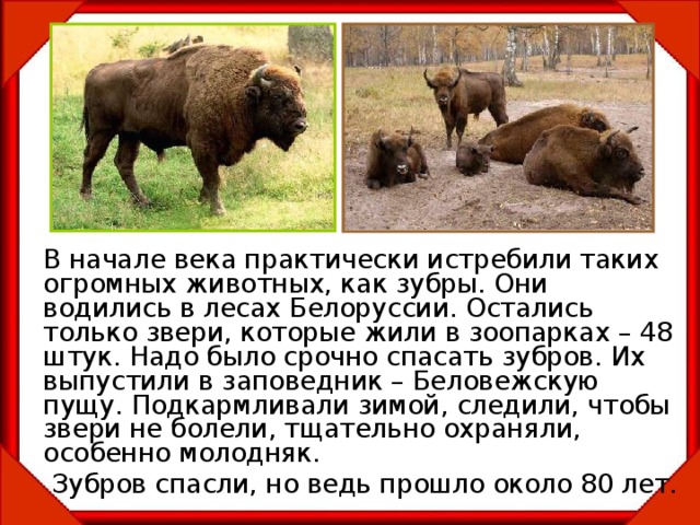    В начале века практически истребили таких огромных животных, как зубры. Они водились в лесах Белоруссии. Остались только звери, которые жили в зоопарках – 48 штук. Надо было срочно спасать зубров. Их выпустили в заповедник – Беловежскую пущу. Подкармливали зимой, следили, чтобы звери не болели, тщательно охраняли, особенно молодняк.   Зубров спасли, но ведь прошло около 80 лет. 