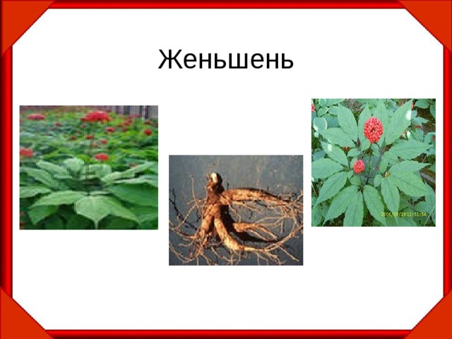 Женьшень 