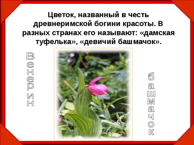 Цветок, названный в честь древнеримской богини красоты. В разных странах его называют: «дамская туфелька», «девичий башмачок». 