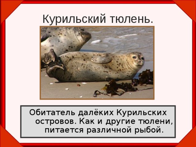 Курильский тюлень. Обитатель далёких Курильских островов. Как и другие тюлени, питается различной рыбой. 