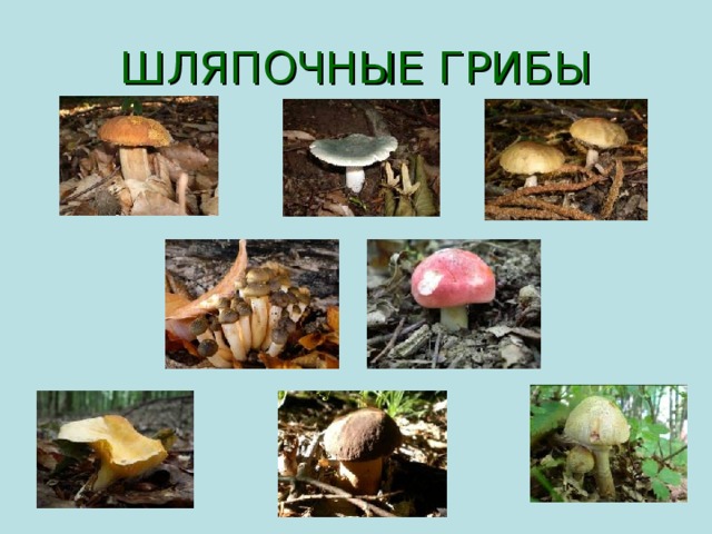 ШЛЯПОЧНЫЕ ГРИБЫ 