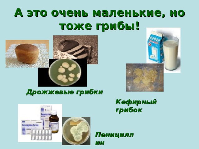 А это очень маленькие, но тоже грибы! Дрожжевые грибки Кефирный грибок Пенициллин 