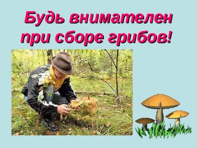 Будь внимателен при сборе грибов!  