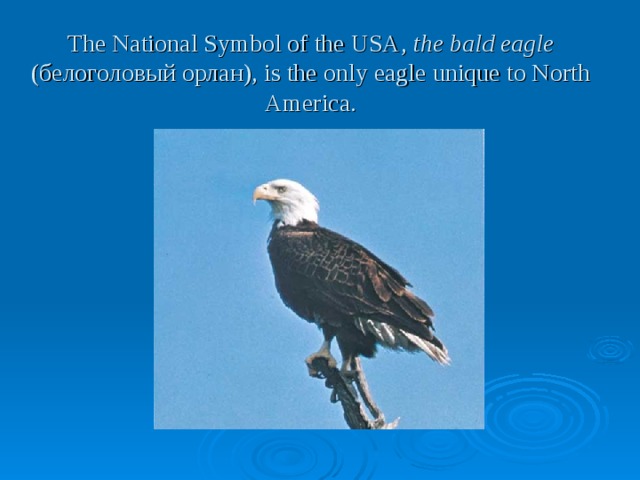 The National Symbol of the USA, the bald eagle ( белоголовый орлан) , is the only eagle unique to North America.   