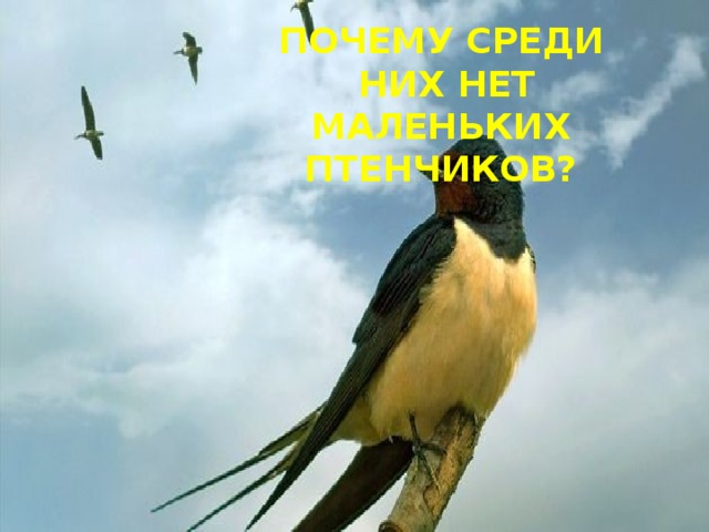 Почему среди  них нет маленьких птенчиков? 